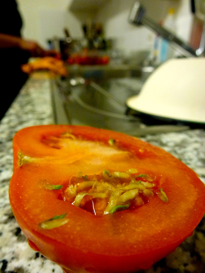 Keimende Tomate