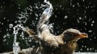 Eine Amsel geniesst ein kuehles Bad in einem Garten in Tagelswangen, am Montag, 28. Juni 2010. (KEYSTONE/Steffen Schmidt)