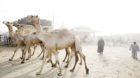BIRQASH, 01.06.2012 The Souq al-Gamel, the camel market in Birqkash, in the outskirts of Cairo. Photo by Pascal Mora/Pixsil