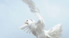 epa03701394 Handout image released by Osservatore Romano shows Pope Francis releasing two doves which were given to him in a