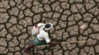 ARCHIV: A shepherd walks on the dry bed of the Himayatsagar reservoir, the second major reservoir in Hyderabad, the capital o