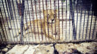 Löwin Donna ist eine von vier Grosskatzen, die im Zoo von Onesti (Rumänien) ein trostloses Leben auf bloßem Beton in klein