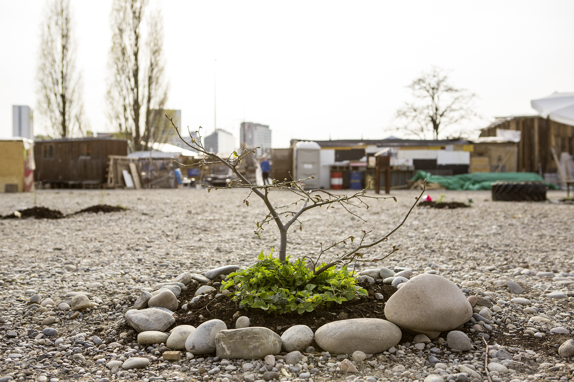 Für die Zukunft gepflanzt: Als die Basler PUK ihren Garten verkleinerte, sicherten sich die Wagenleute Pflanzen und Erde.