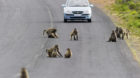 A group of chacma baboons plays on the entry road to Cape Point, Cape of Good Hope Nature Reserve near Cape Town, South Afric