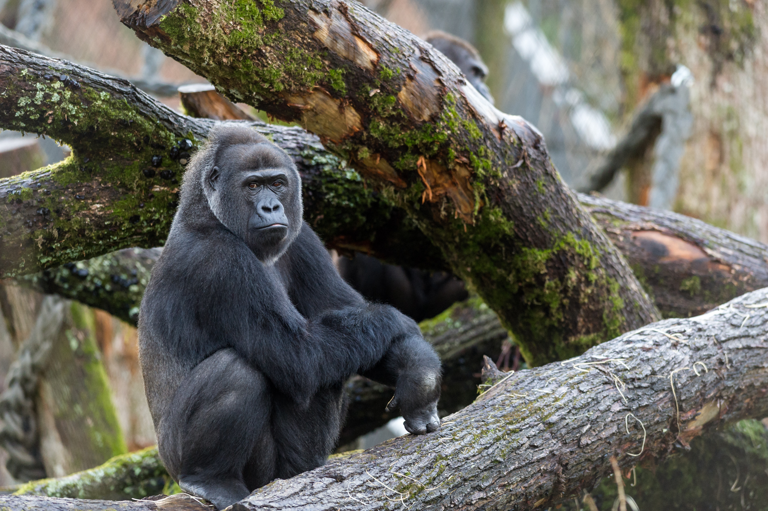 Zoo Basel