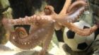 Krake Paul, Fuflball-Orakel des Sea Life in Oberhausen, schwimmt durch sein Aquarium (Foto vom 26.06.2010). Paul ist zu eine