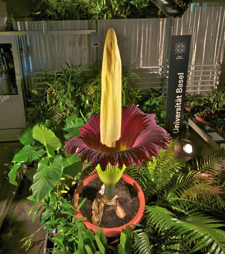 Die Titanwurz in Blüte.