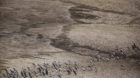 Juvenile Adelie Penguins walking over an ice surface colored by dirt and algae, near the Esperanza Base, Antarctica.