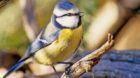 Eine Blaumeise sitzt auf einem Ast, undatierte Aufnahme. Die Klimaerwaermung veraendert die Lebensraeume von Alpenvoegeln. Za