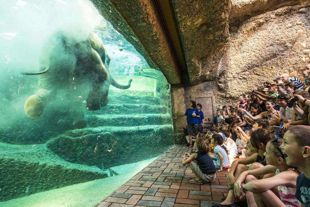 Publikumsmagnet: Besucher am Unterwasserfenster der neuen Elefantenhalle im Zoo Zürich.