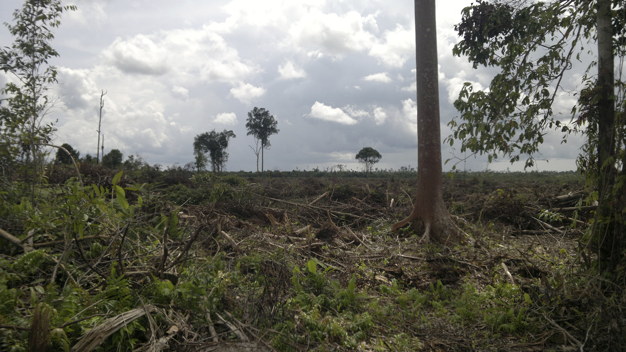 Abgeholzter Wald auf Borneo: Der globale Palmöl-Boom kostete allein in Indonesien und Malaysia 3,7 Millionen Hektar Regenwald.
