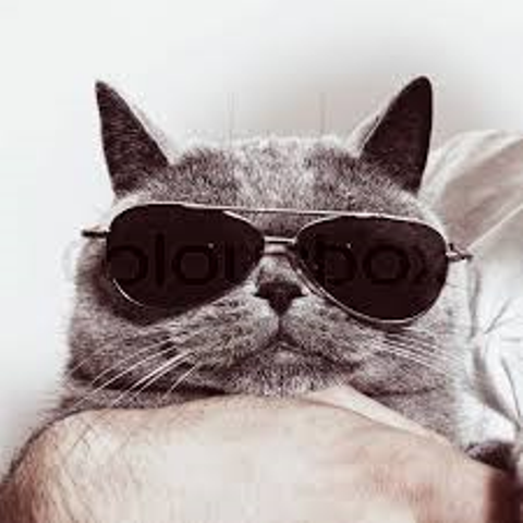 Catcontent der anderen Form wurde einem Hacker vermutlich zum Verhängnis.