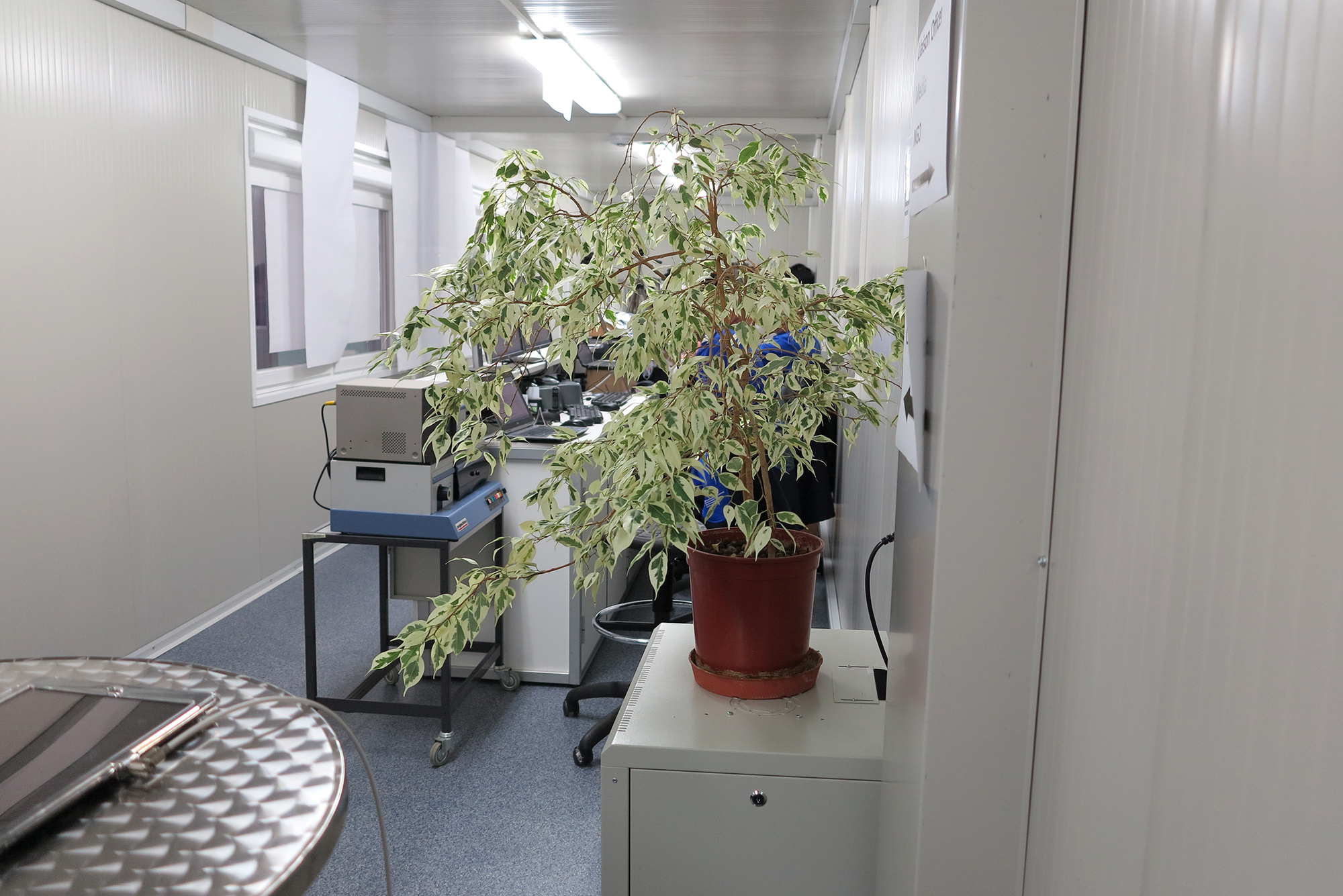 Voll Feng Shui: Diese Pflanze bemüht sich redlich für ein kleines bisschen Wohnlichkeit am «Accreditation Desk».