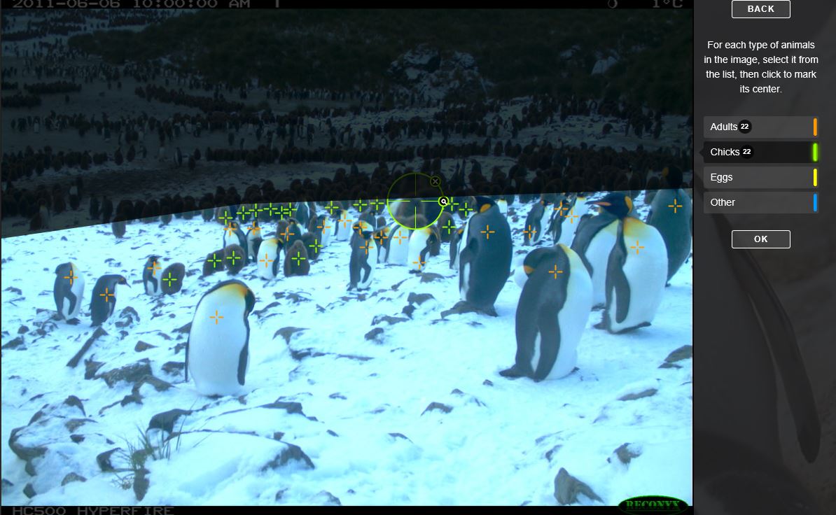 Derzeit populär im Netz: Pinguine zählen