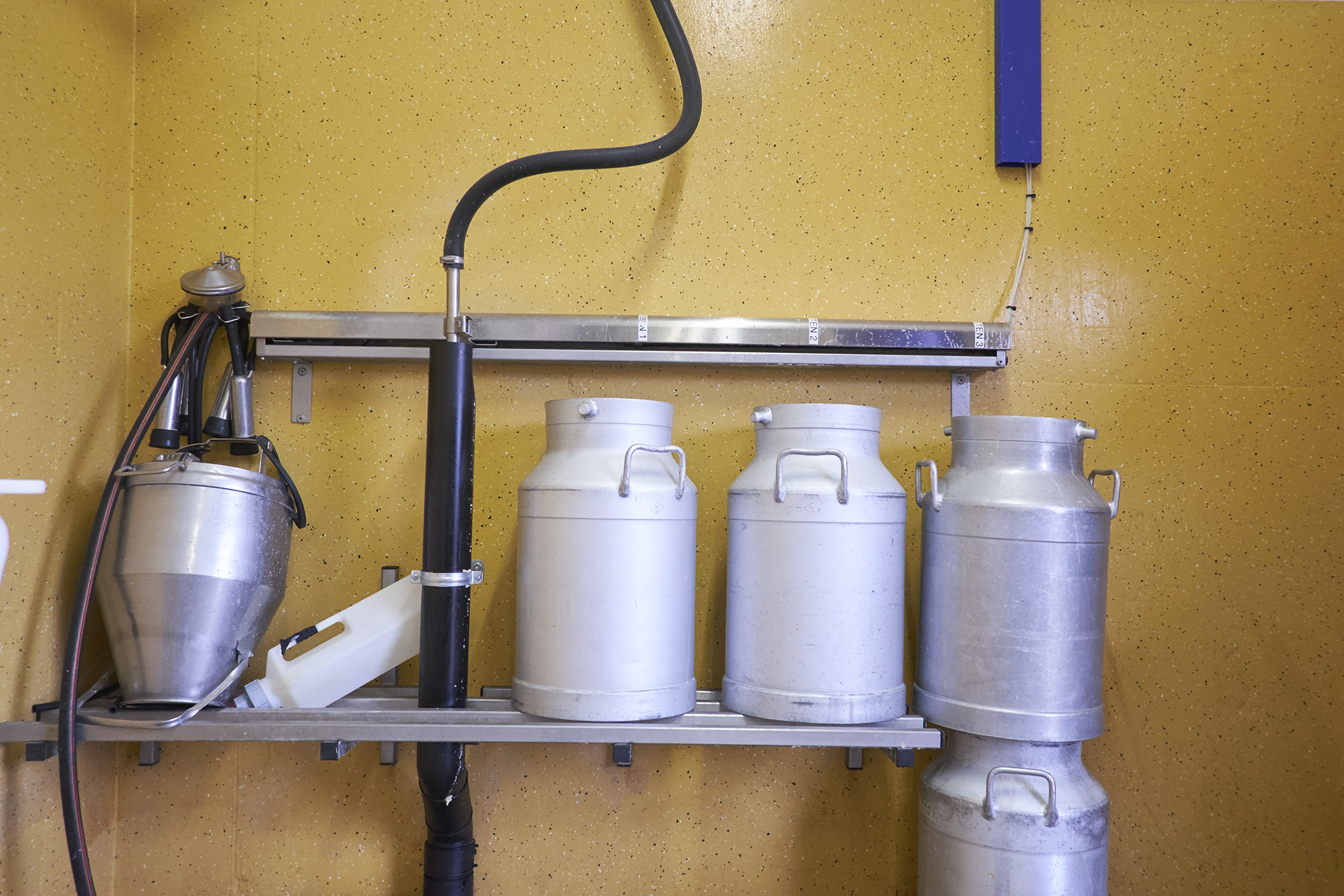 Hat eine Kuh erst kürzlich gekalbt, fliesst ihre Milch direkt vom Roboter in die Kannen für die Kälber und nicht in den grossen Tank.