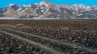 The Altai mountain range in the west of Mongolia rises up from the vast, dry steppes. In winter, the steppes are barren, and 