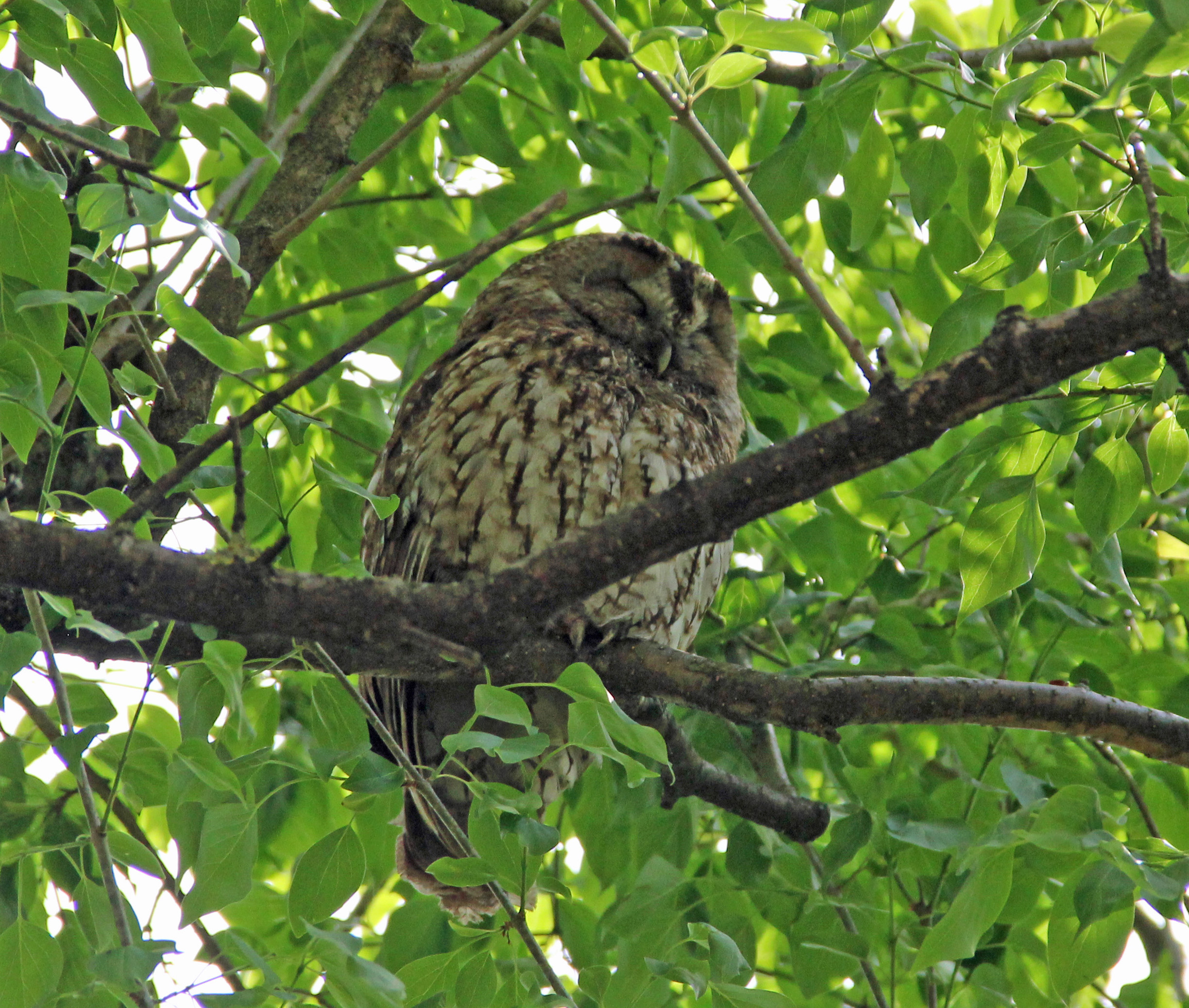 Der Altvogel hütet seine flügge gewordenen Schützlinge.