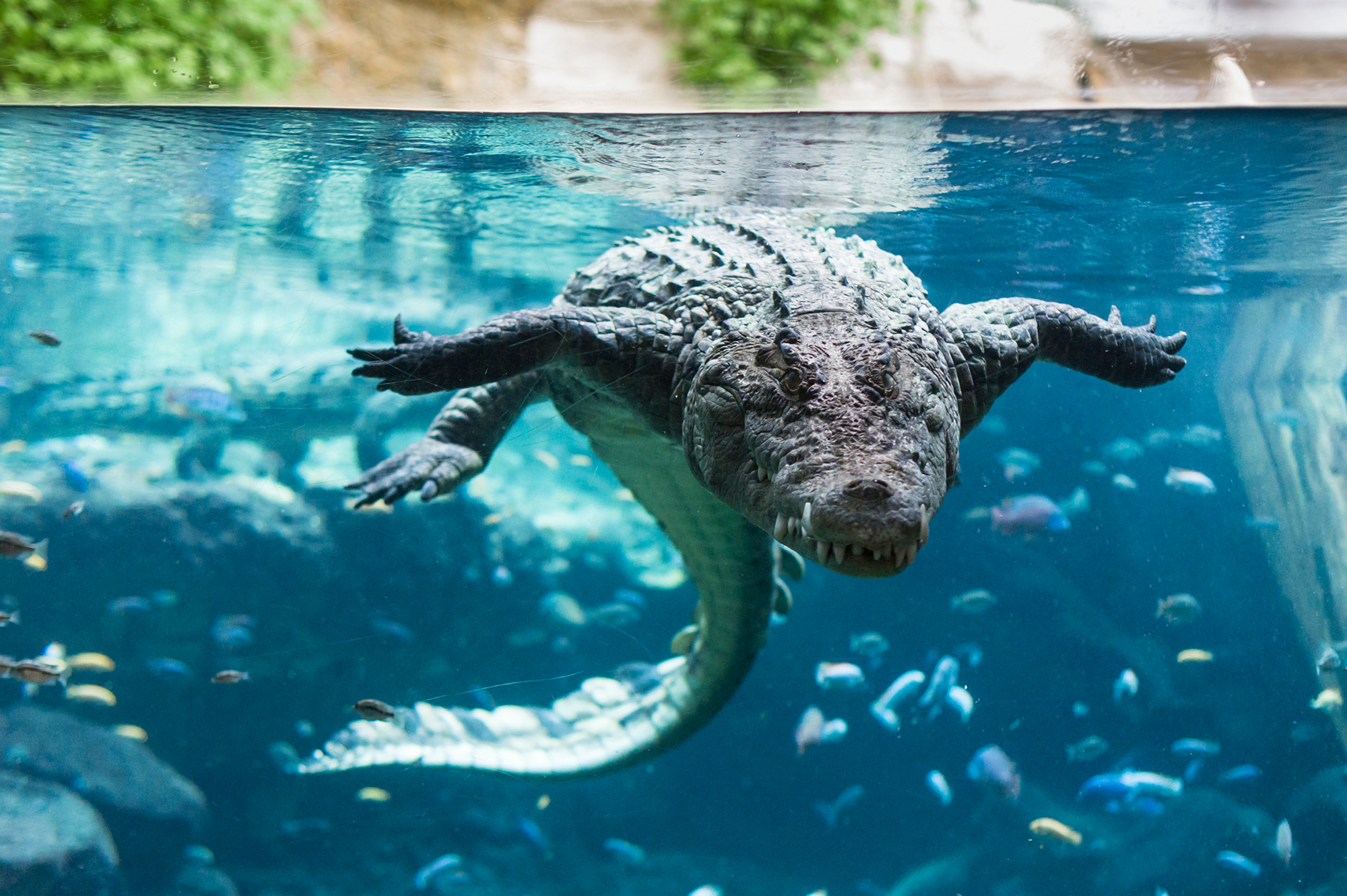 Zoo Basel