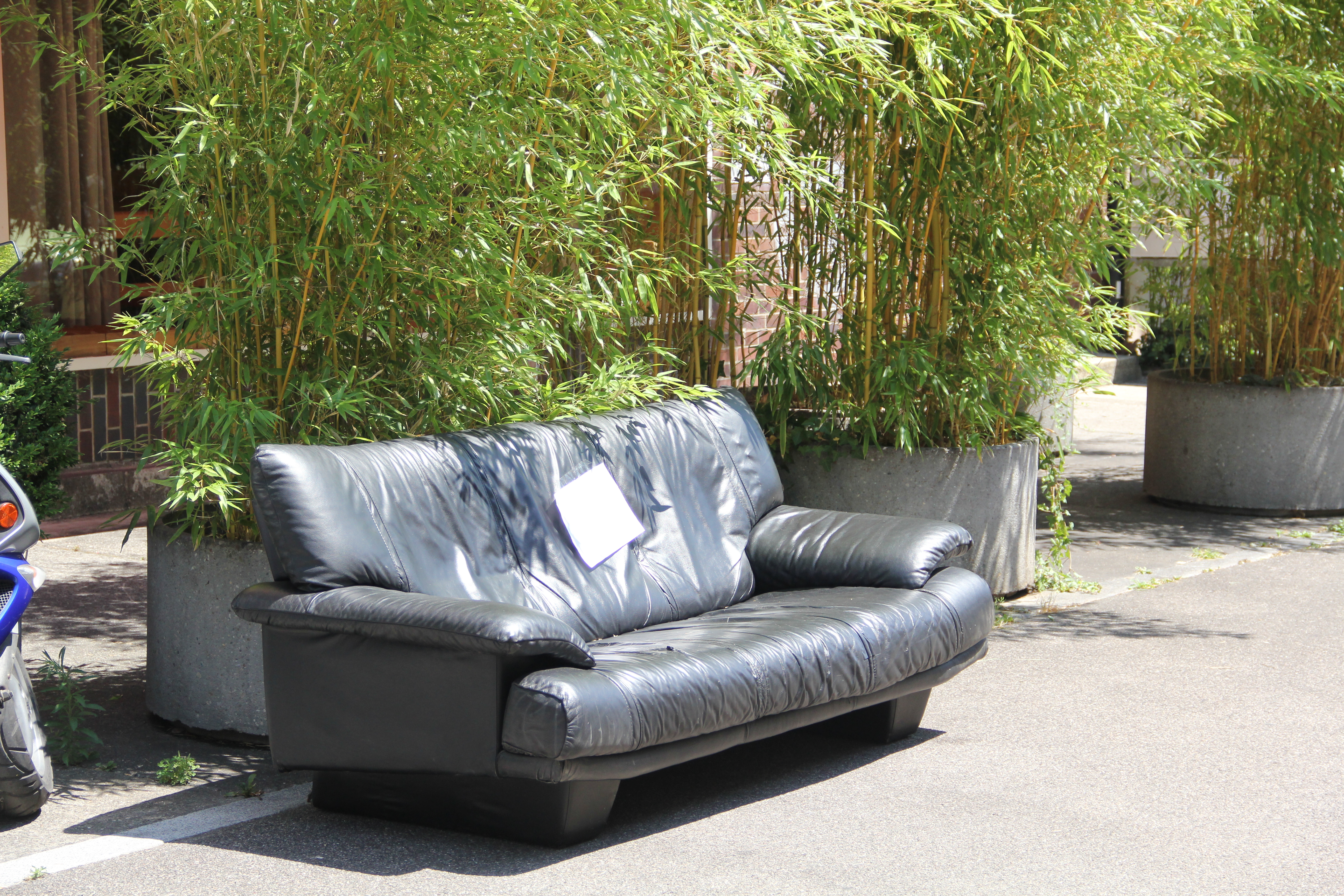 Ein Platz unter den Topfpflanzen: Dieses Sofa hielt es ziemlich lange an der Vogesenstrasse aus.