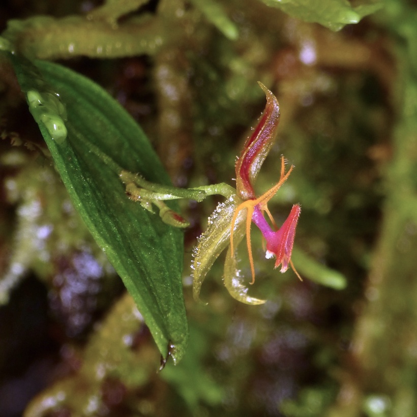 Die Orchideen mit dem Namen Lepanthes hexapus sind clever: Sie imitieren Fliegenweibchen, und die Fliegenmännchen kopulieren fälschlicherweise mit den Blüten und bestäuben sie dabei.