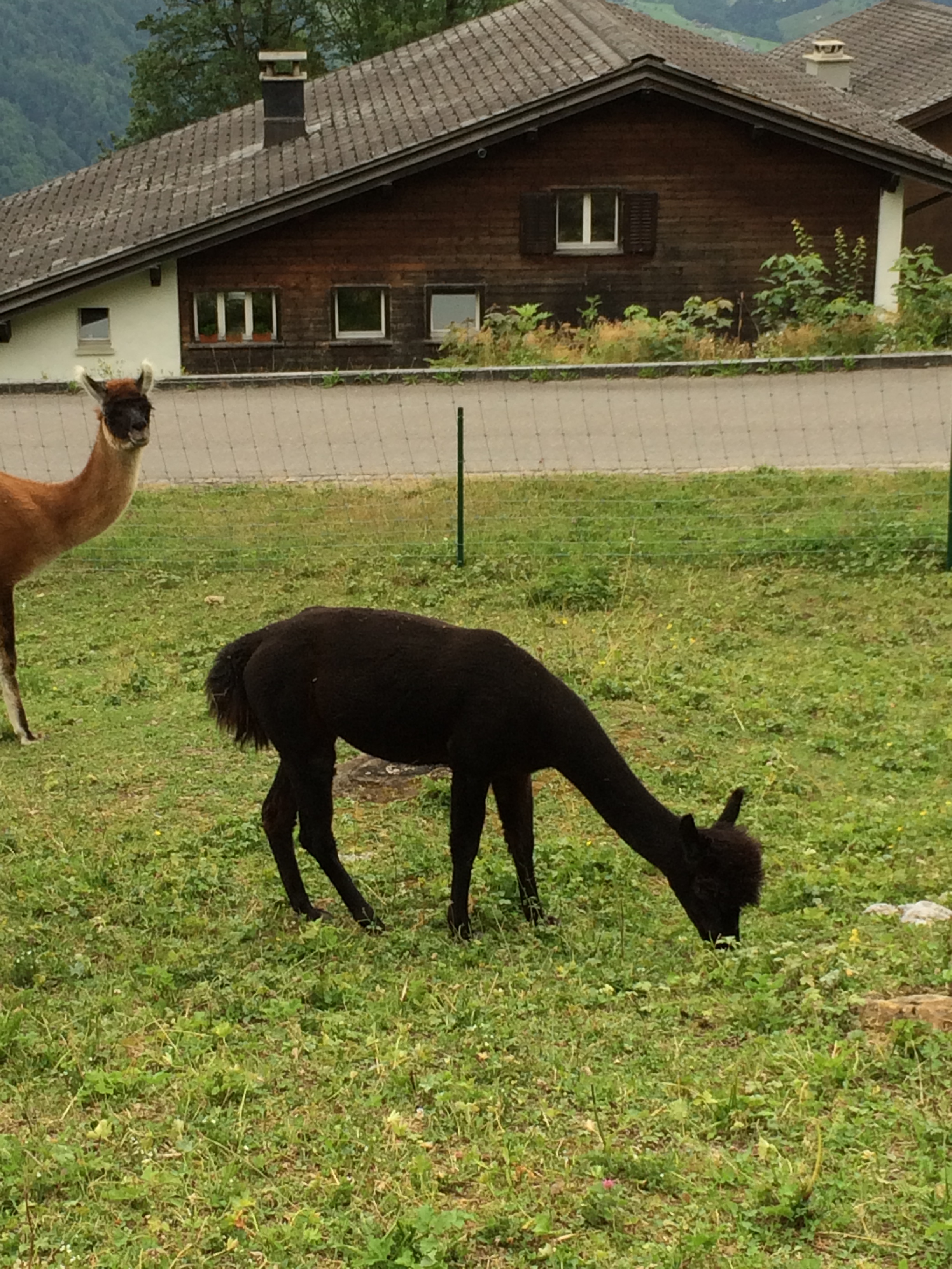 Beim Märchenhotel Bellevue gibts Lamas und Ziegen hinterm Hag. 