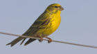 Im Aussehen erinnert der Girlitz an den Kanarienvogel, mit dem er nahe verwandt ist. Seine Bestände haben in den letzten zeh