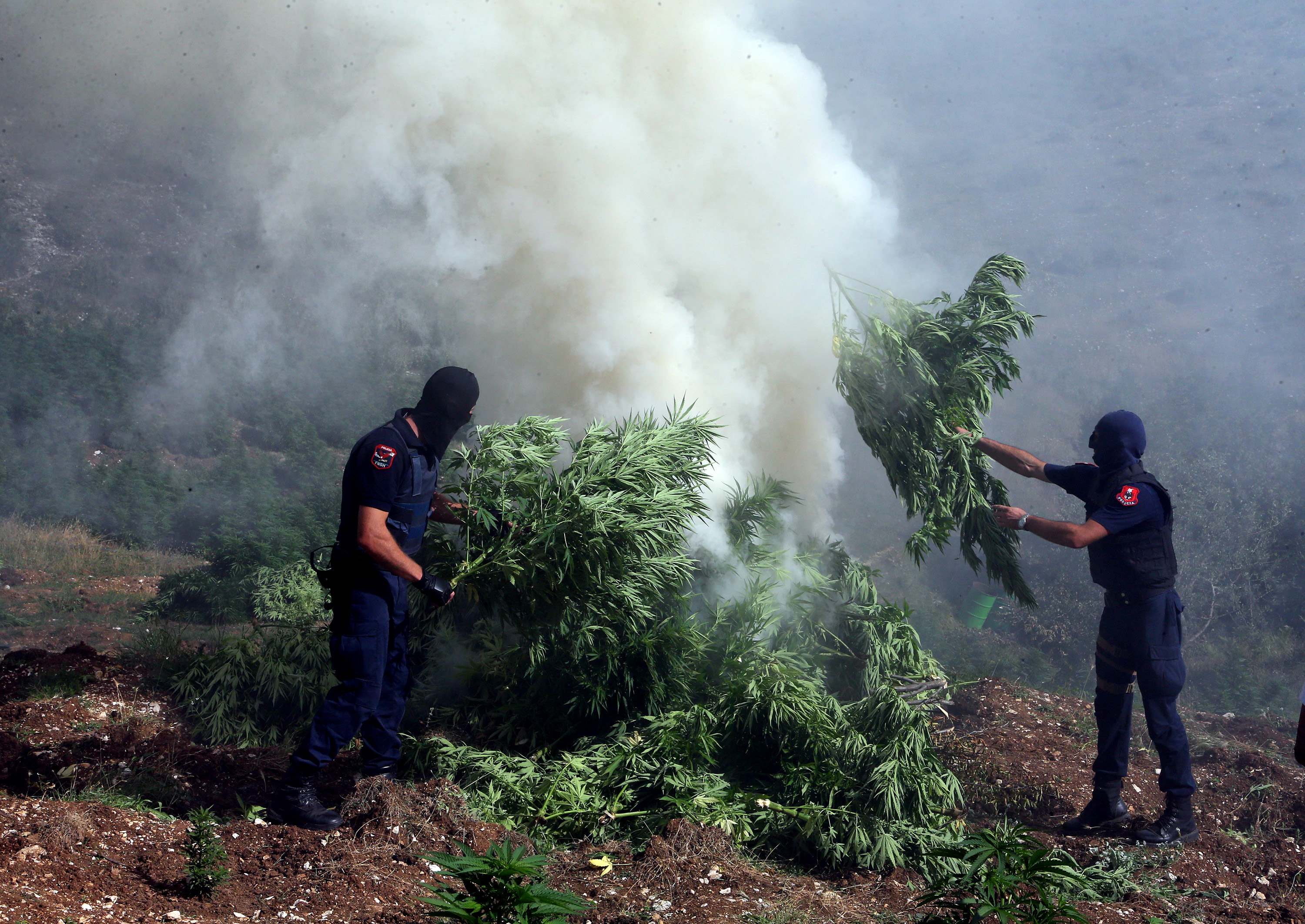 Es sind kleine Fortschritte, die Albanien Lob einbringen. So etwa die grossflächigen Vernichtung eines der grössten Geschäftsfelder des Landes überhaupt: Cannabisanbau.