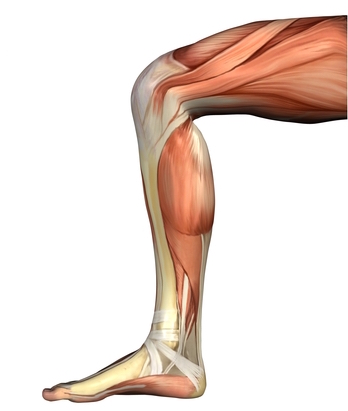 Das Knie und seine Beuger – mehr zum Thema gibt es mit einem Klick aufs Bild.