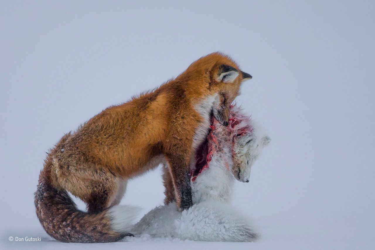 Don Gutoski (Kanada): «A tale of two foxes»
