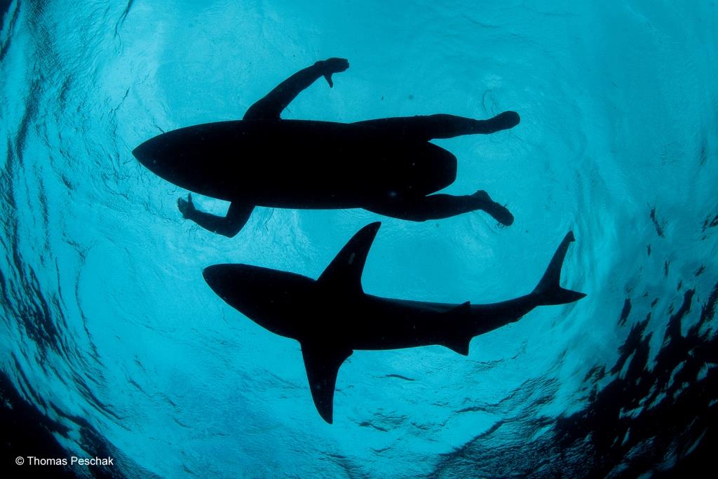 Thomas P. Peschak (Deutschland/Südafrika) «The shark surfer»