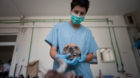 Anthropologist examining a human skull at the mortuary facility of ICMP commission of missing persons in town of Tuzla, Bosni