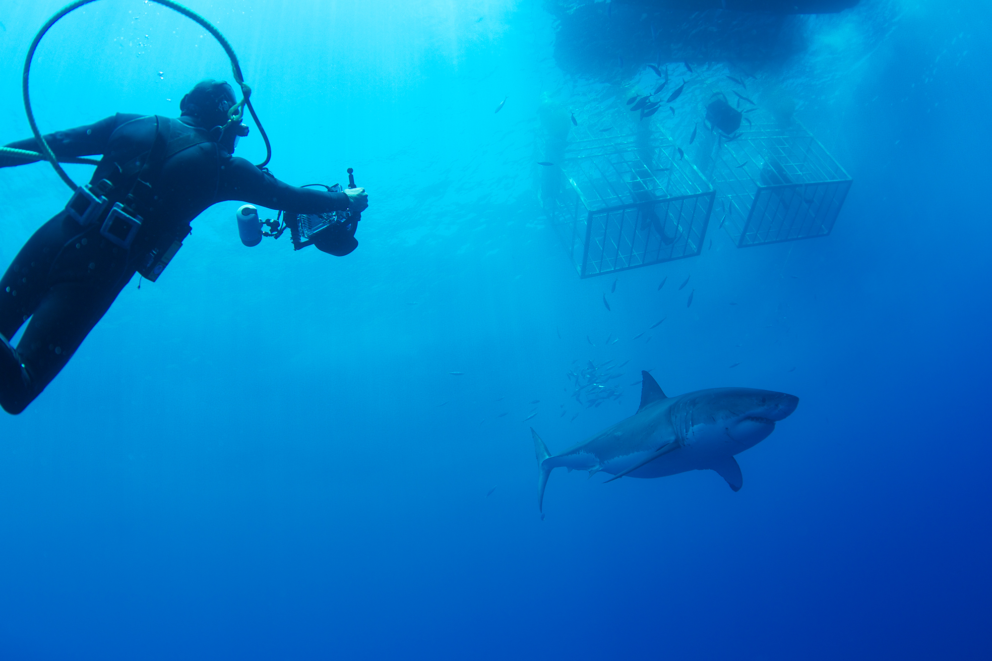 Great White Sharks, Guadelupe Island, Mexico