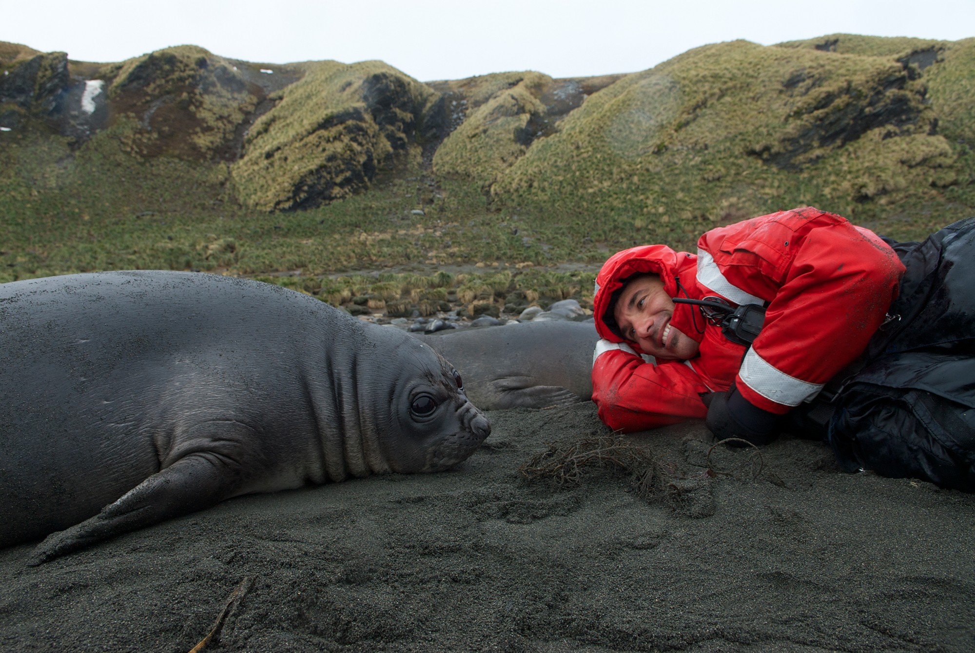 Thomas with Elephant seal Wieners at Gold Harbor in South Georgia