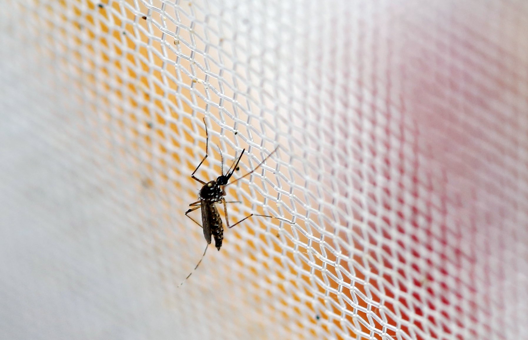 Diese Mücke (aedes aegypti) ist für die meisten Ansteckungen in Südamerika verantwortlich. Eine verwandte Art, die aedes albopictus, gibt es auch in der Schweiz, namentlich im Tessin.