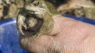 Dieser Grasfrosch konnte sich die gefährliche Strassenüberquerung sparen. Er wurde von Menschenhand befördert. (Archiv)
