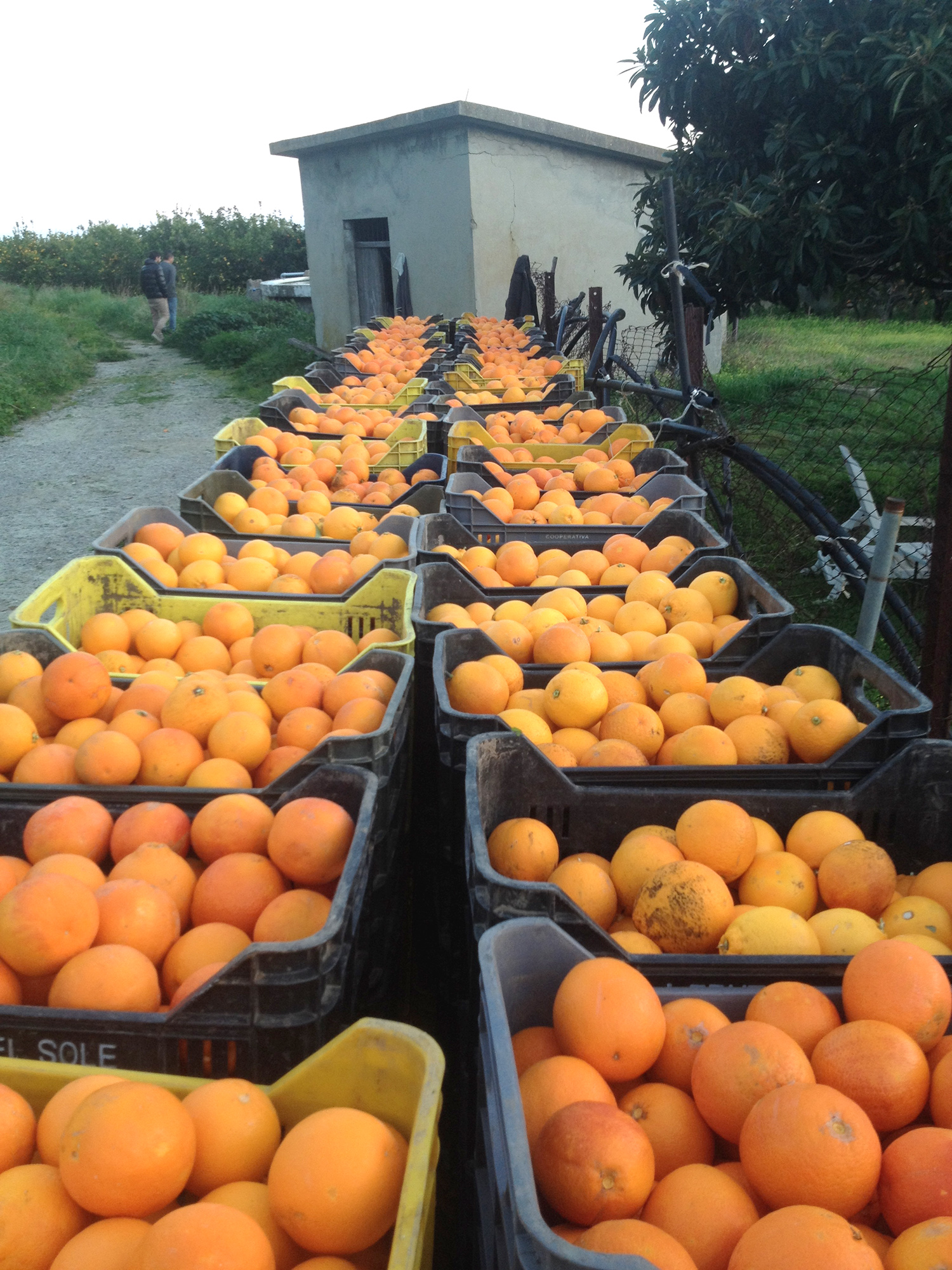 Goel beliefert Biosupermärkte und erhält pro Kilo Orangen 40 Cent statt der üblichen fünf.