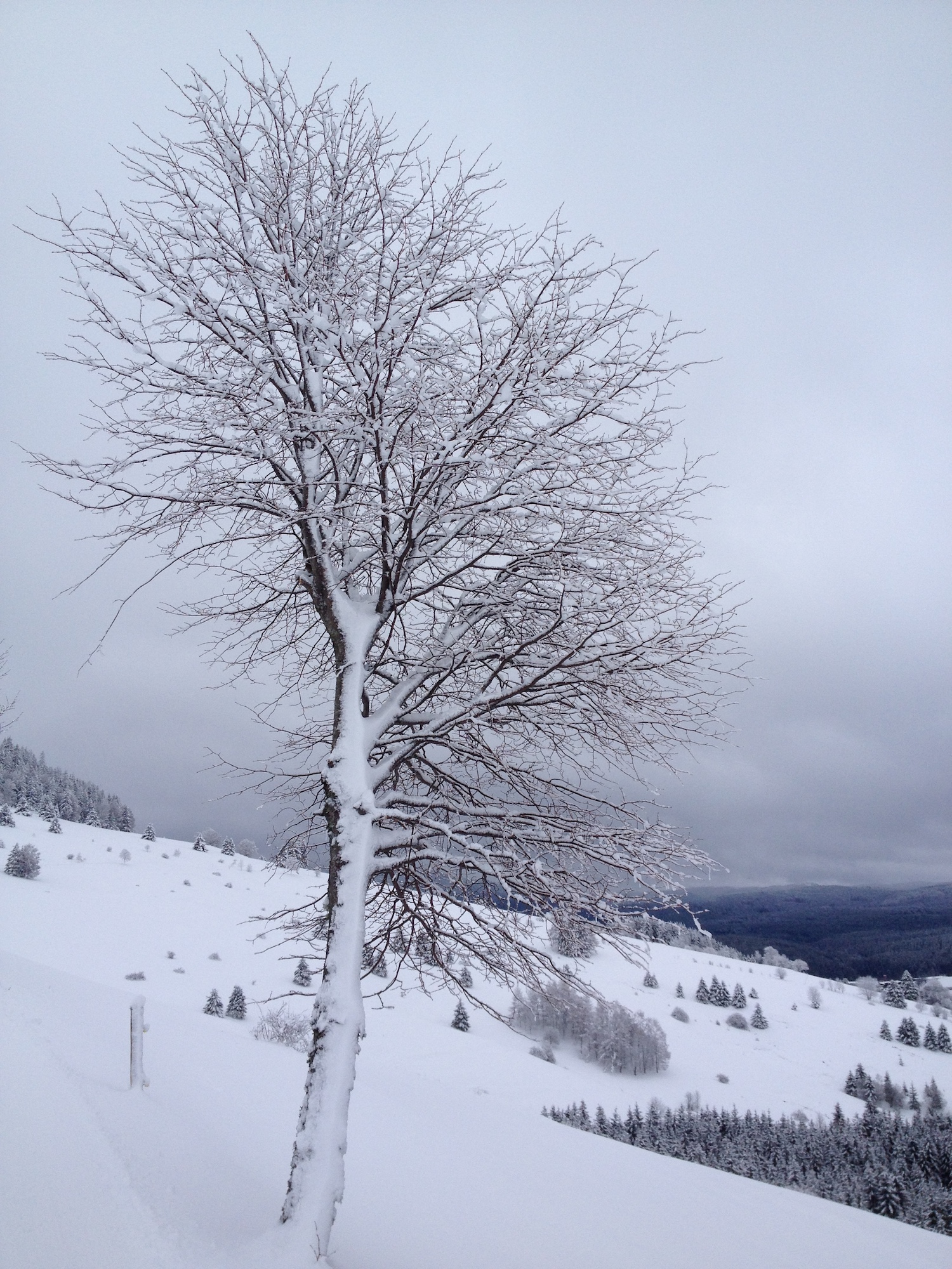 Dieser Baum hat damals vielleicht dem Künstler Hans Thoma auch schon Modell gestanden.