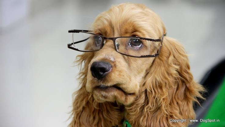 Belesen: Cocker Spaniel.