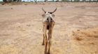 An emaciated cow walks in an open field in Gelcha village, one of the drought stricken areas of Oromia region, in Ethiopia, A