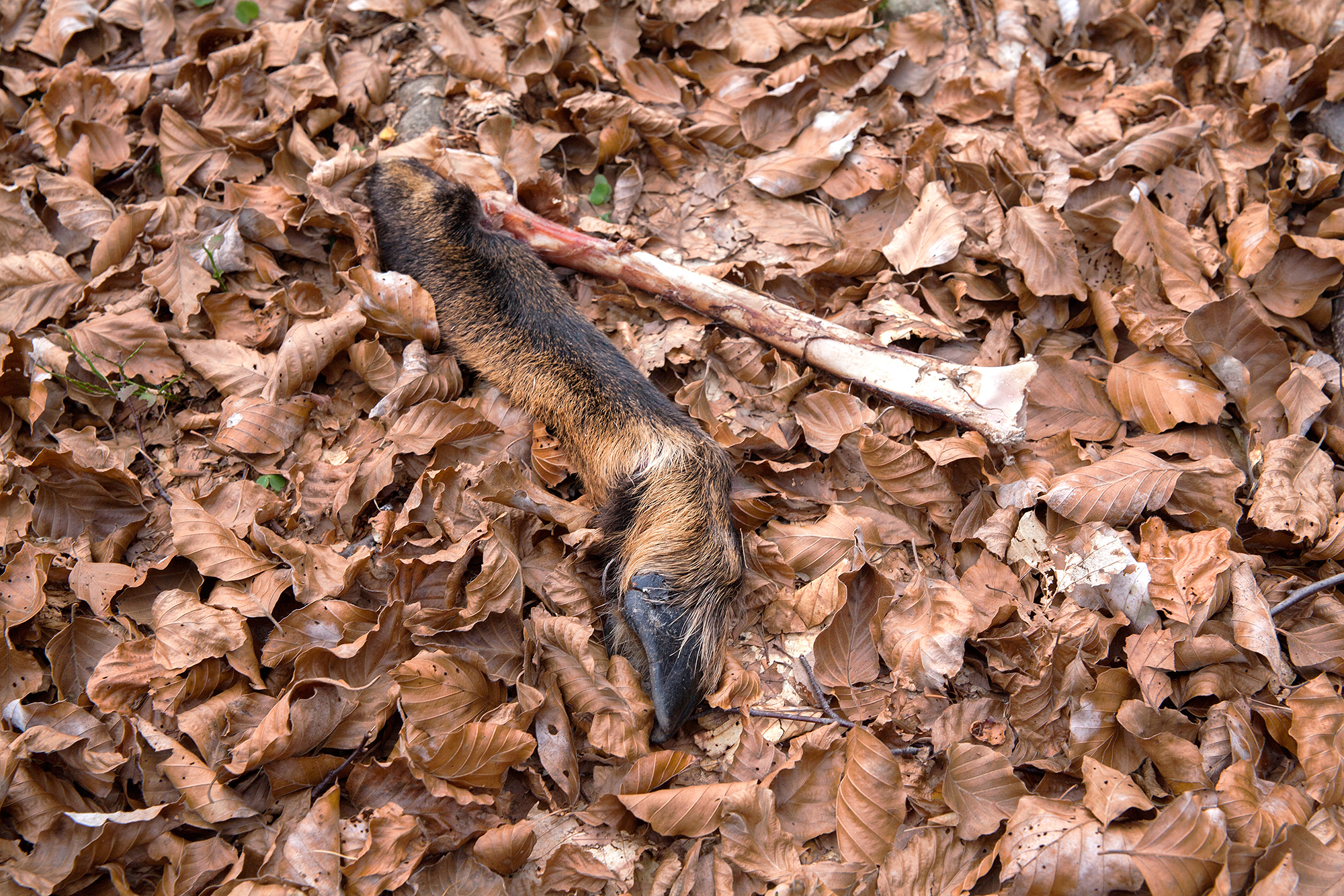 Vor etwas mehr als 70 Jahren wurden hier eingeschlossene Partisanen beschossen. Heute fürchten sich hier Rehe vor dem Wolf – oder dieser sich vor dem Jäger.
