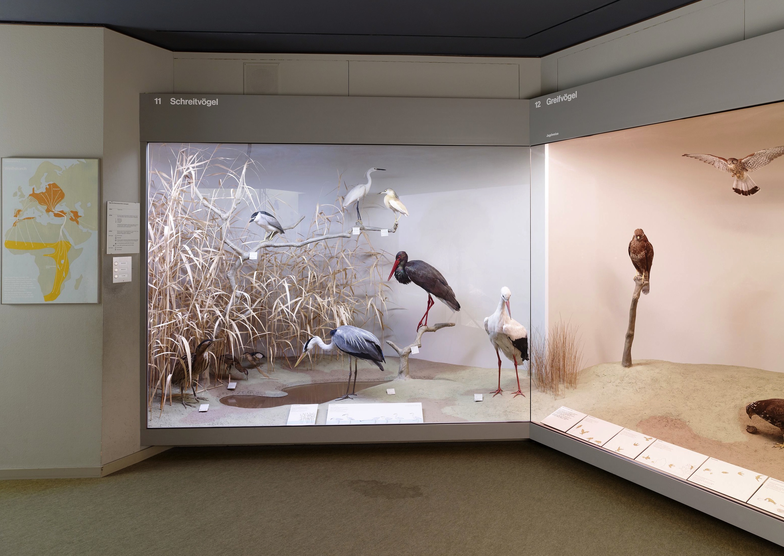 Ein Teil der Präparate wird am 29. Juni zurückkehren - allerdings nicht mehr singend. Die neue Dauerausstellung «Schauplatz Natur» funktioniert nach einem anderen Konzept.