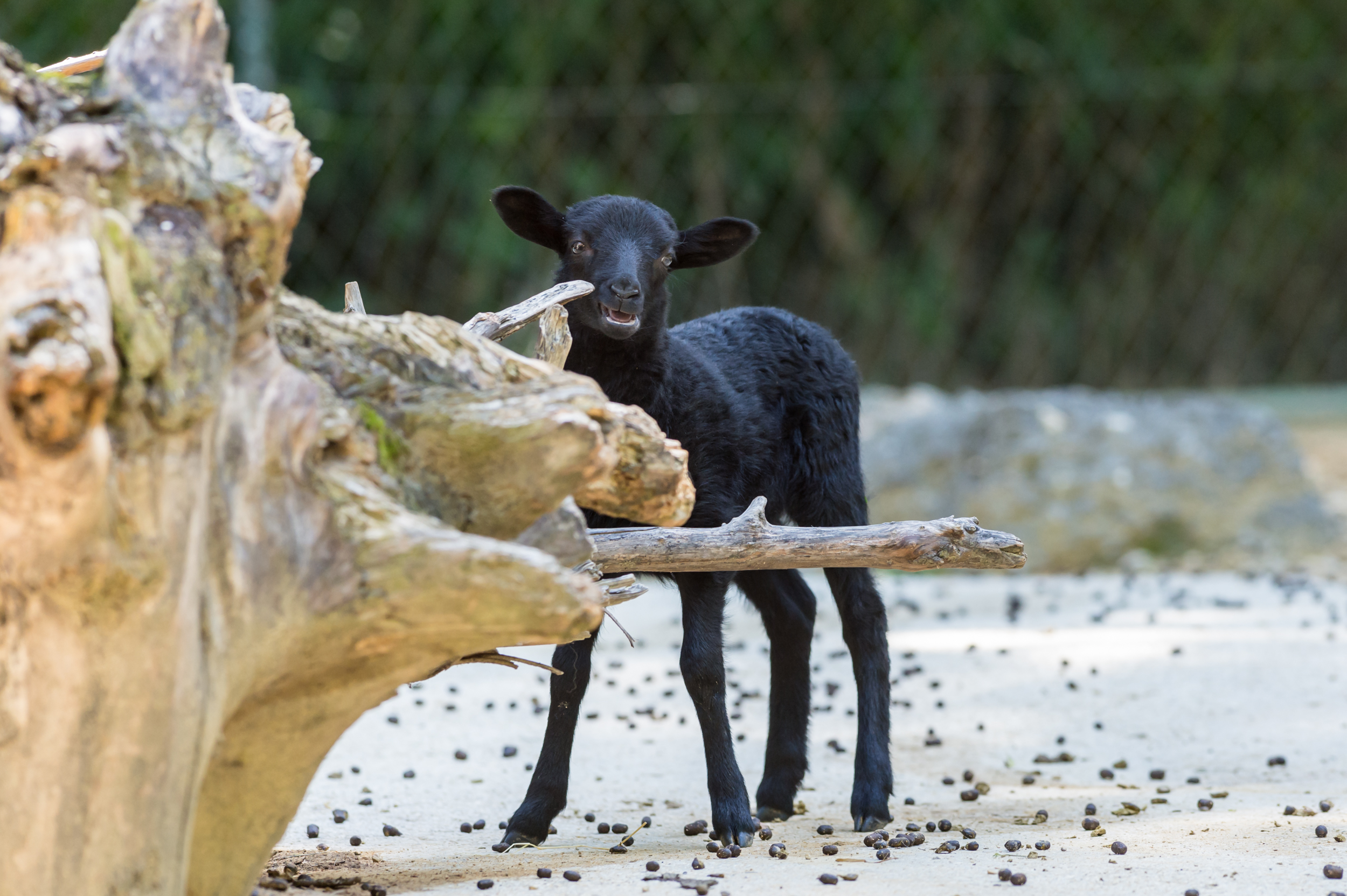 Ein Heidschnucken-Lamm erkundet auf staksigen Beinen das Aussengehege.