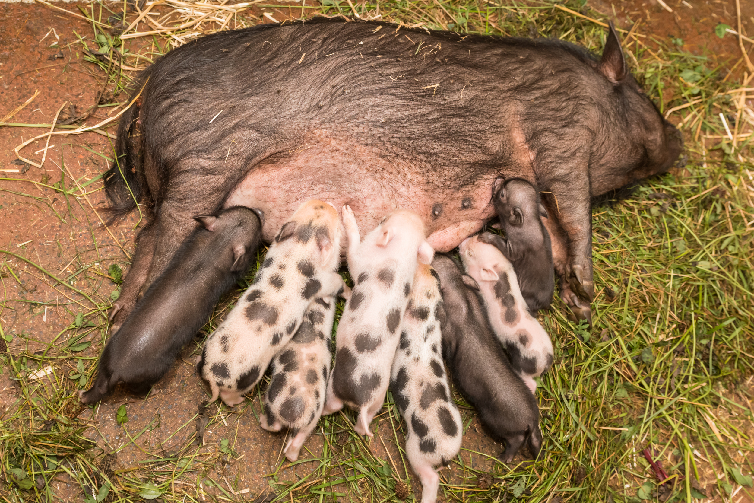 Essenszeit bei den Minipigs sieht so aus.