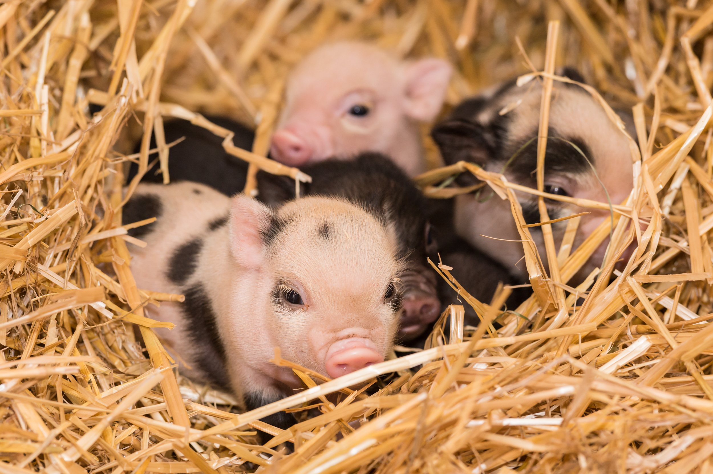 Die Ferkel kamen nachts im Stall ohne Hilfe der Tierpfleger zur Welt.