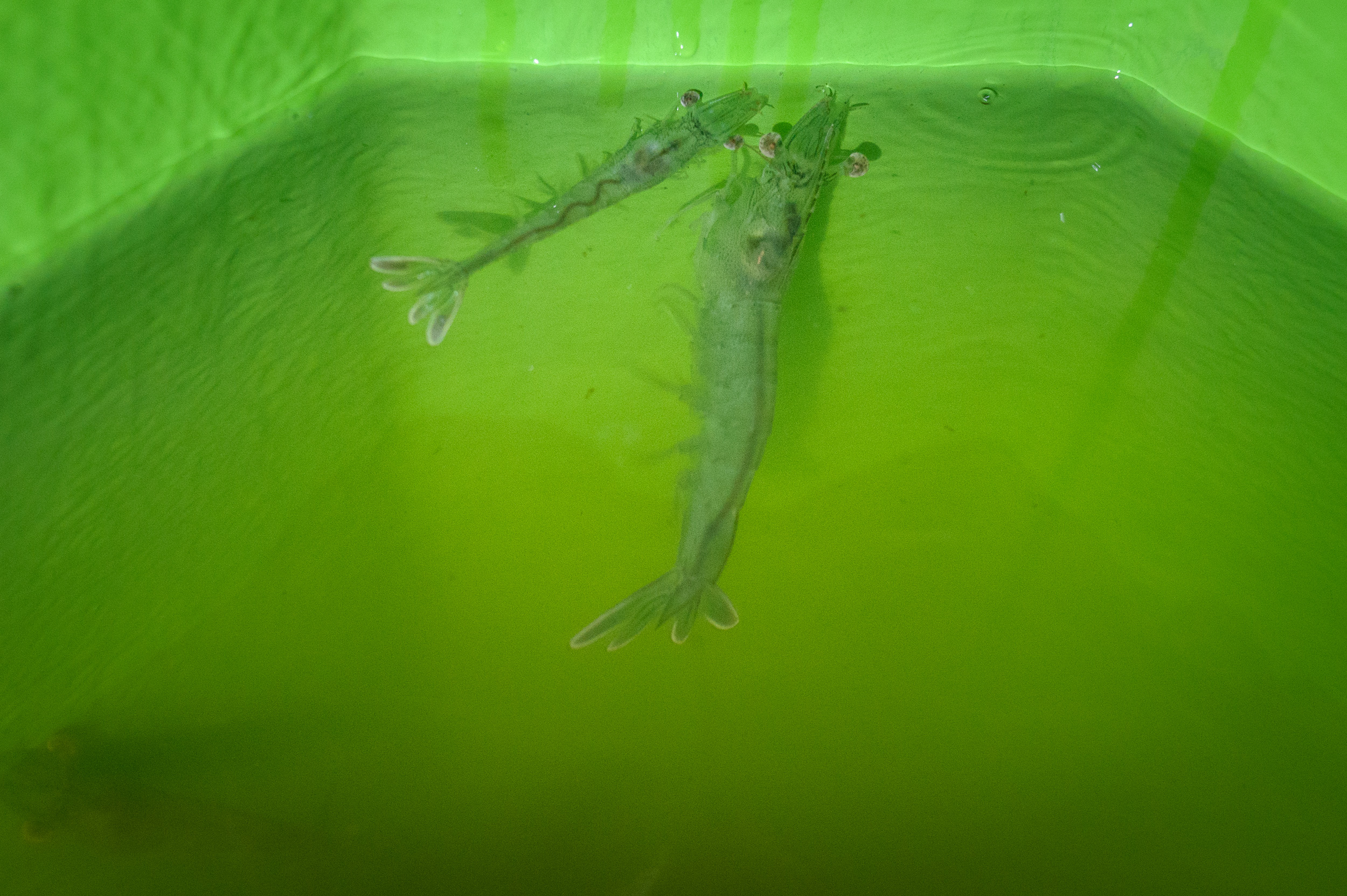 Der sogenannte «Pacific white shrimp» wiegt zum Erntezeitpunkt etwa 35 Gramm und wird ausschliesslich frisch, als unverarbeitete Ware angeboten.