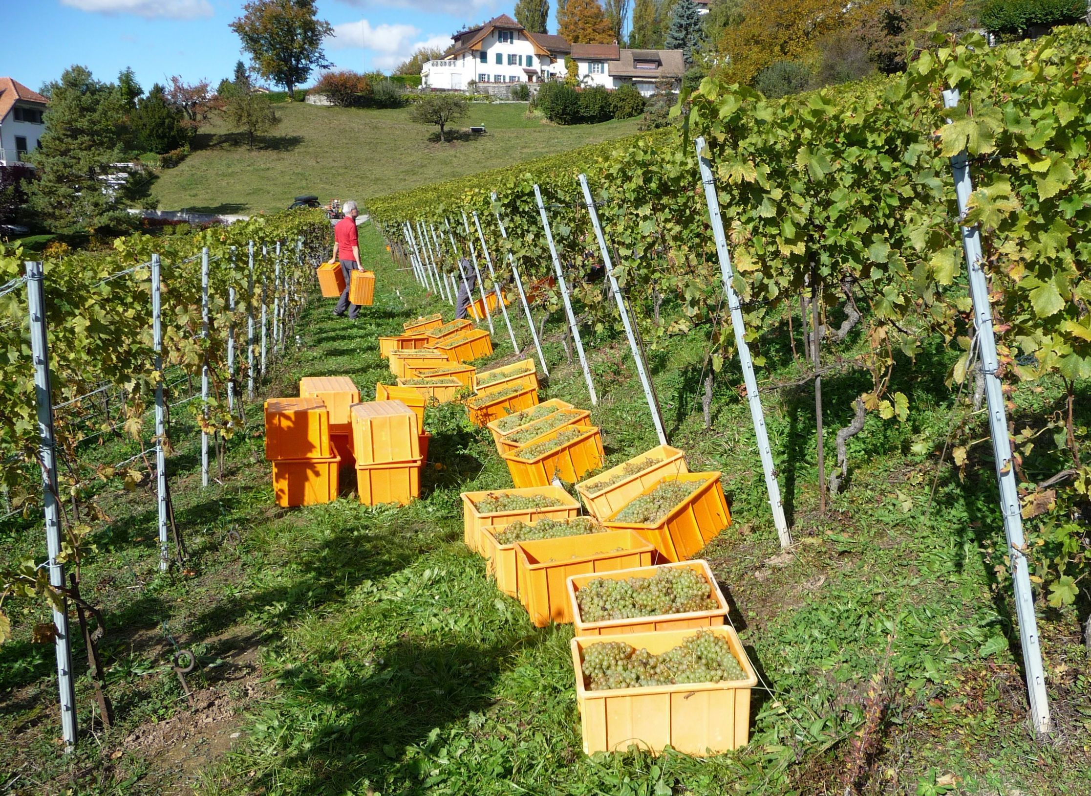 Lavaux Weinberg