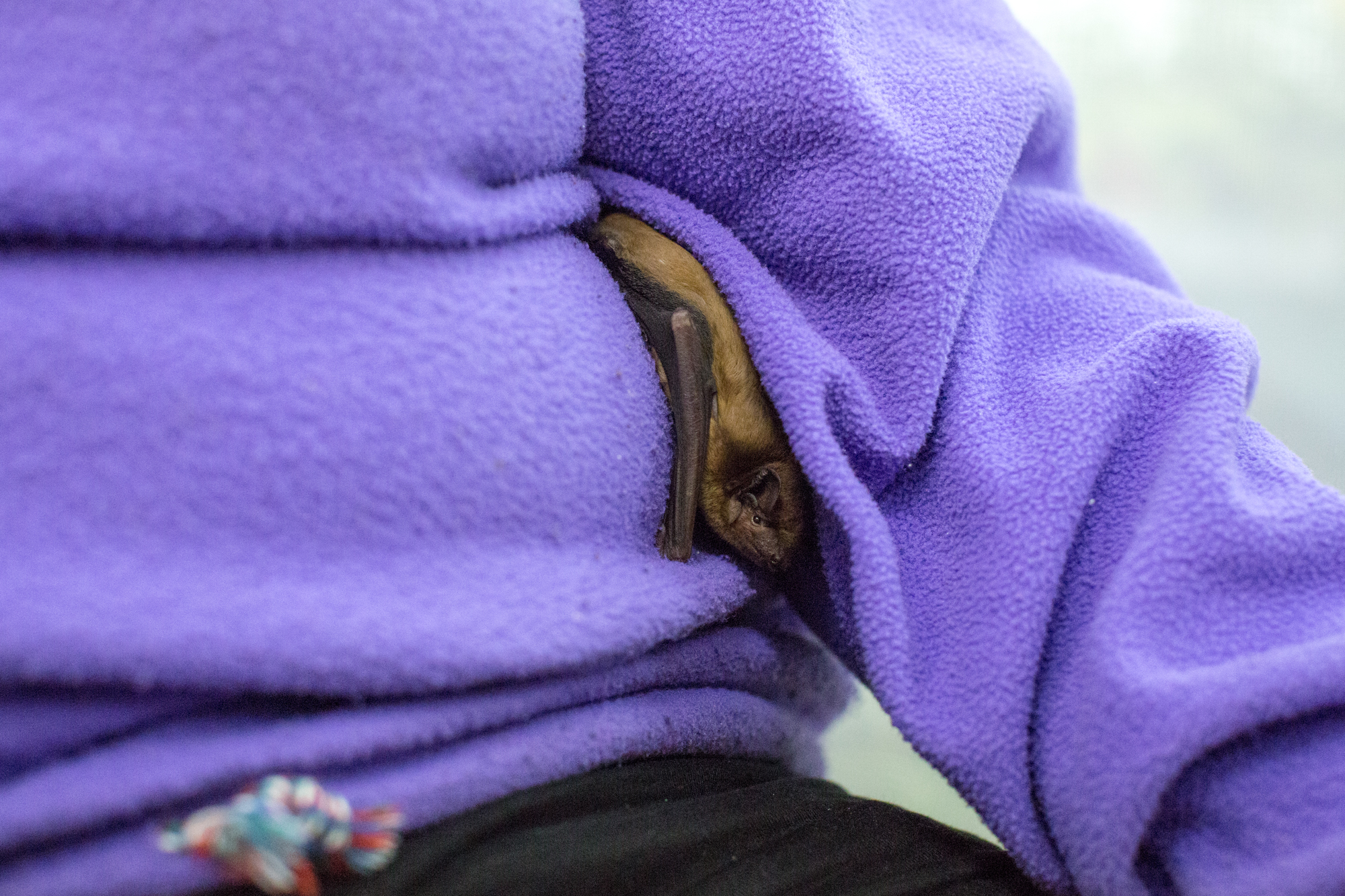 Erfolgreich reingekuschelt: Mausi hat es unter den Arm von Lucretia Wyss geschafft.