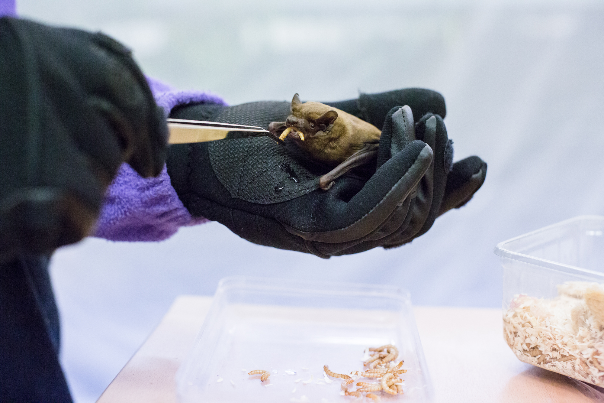 Verdrückte 19 Maden von 30, die ihm zugestanden hätten: Mausi bei der Fütterung.