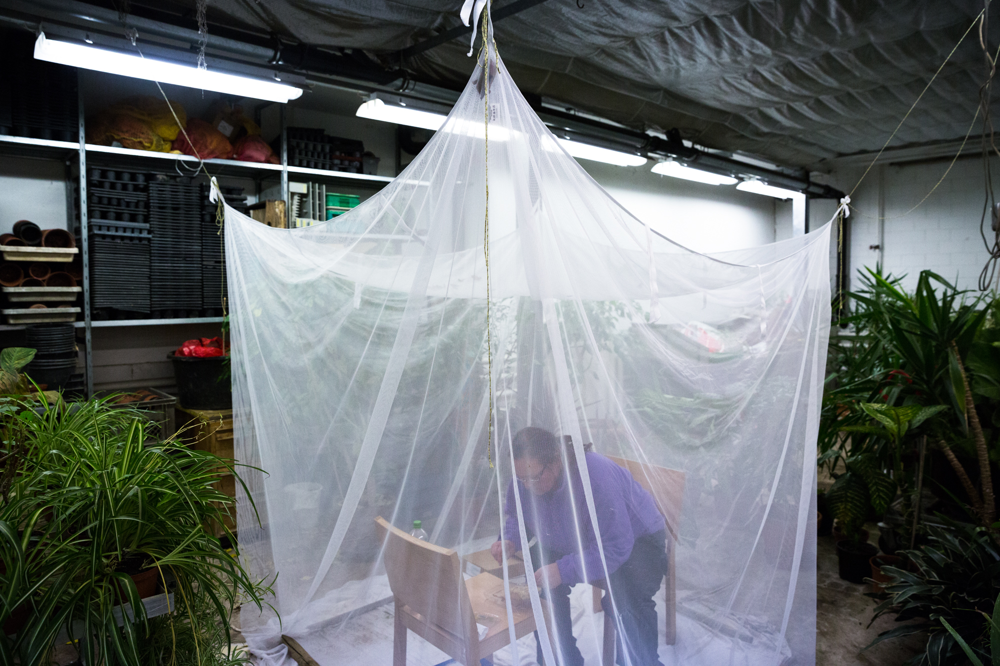 Reicht für erste Flugstunden: Fledermaus-Krankenstation im Gewächshaus des Riehener Gemeindegarten.