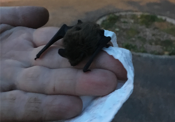 Flädi aka Mausi aka Weissrandfledermaus-Jungtier bei der erfolgreichen Freilassung auf dem Hebelplatz.